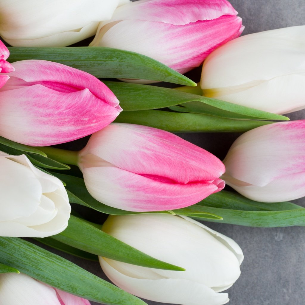 Обои цветы, букет, тюльпаны, розовые, белые, белая, тульпаны,  цветы, весенние, пинк, flowers, bouquet, tulips, pink, white, spring разрешение 3648x2432 Загрузить