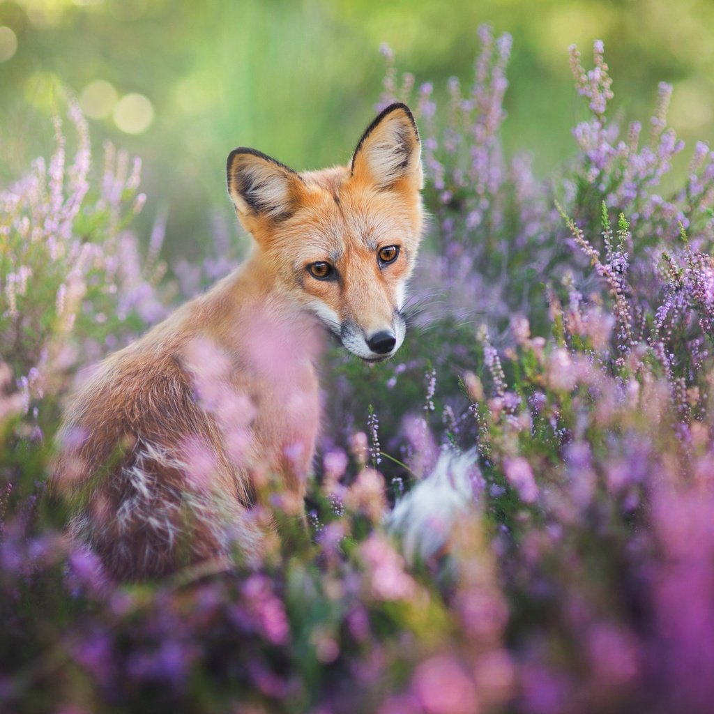 природа животные цветы лиса nature animals flowers Fox без смс