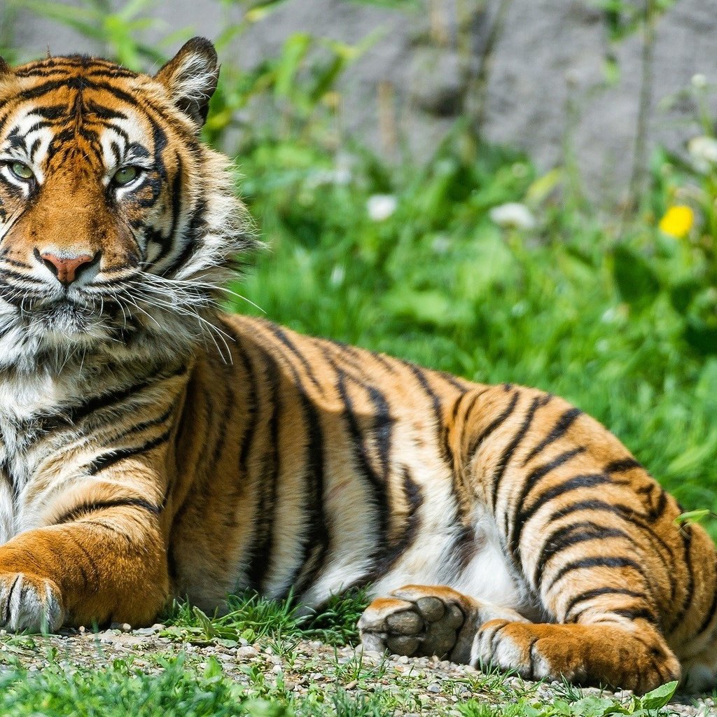 Обои тигр, трава, природа, животные, большая кошка, тигр.животные, tiger, grass, nature, animals, big cat, tiger.animals разрешение 1920x1080 Загрузить