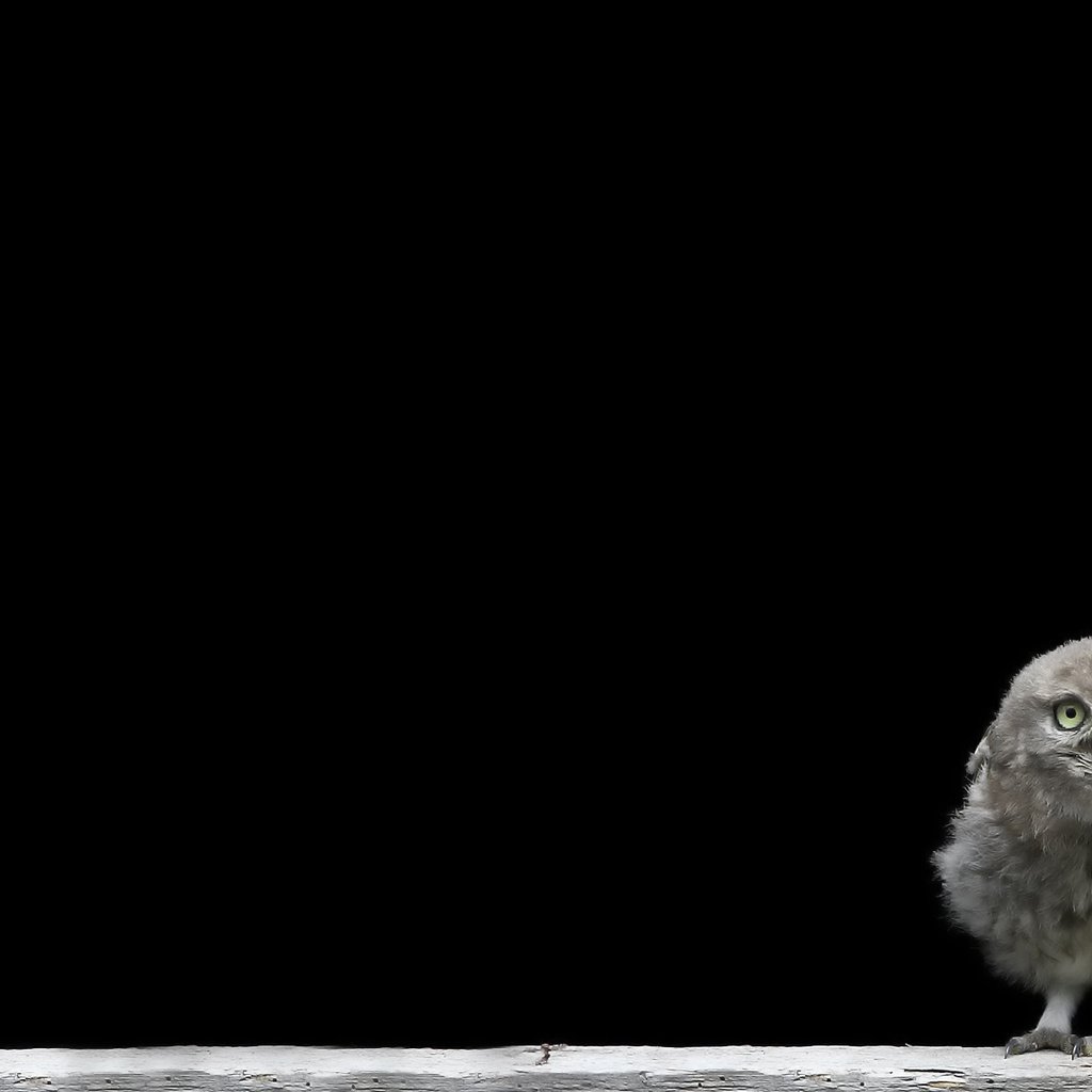 Обои сова, птенец, птица, черный фон, совенок, owl, chick, bird, black background, owlet разрешение 1920x1200 Загрузить