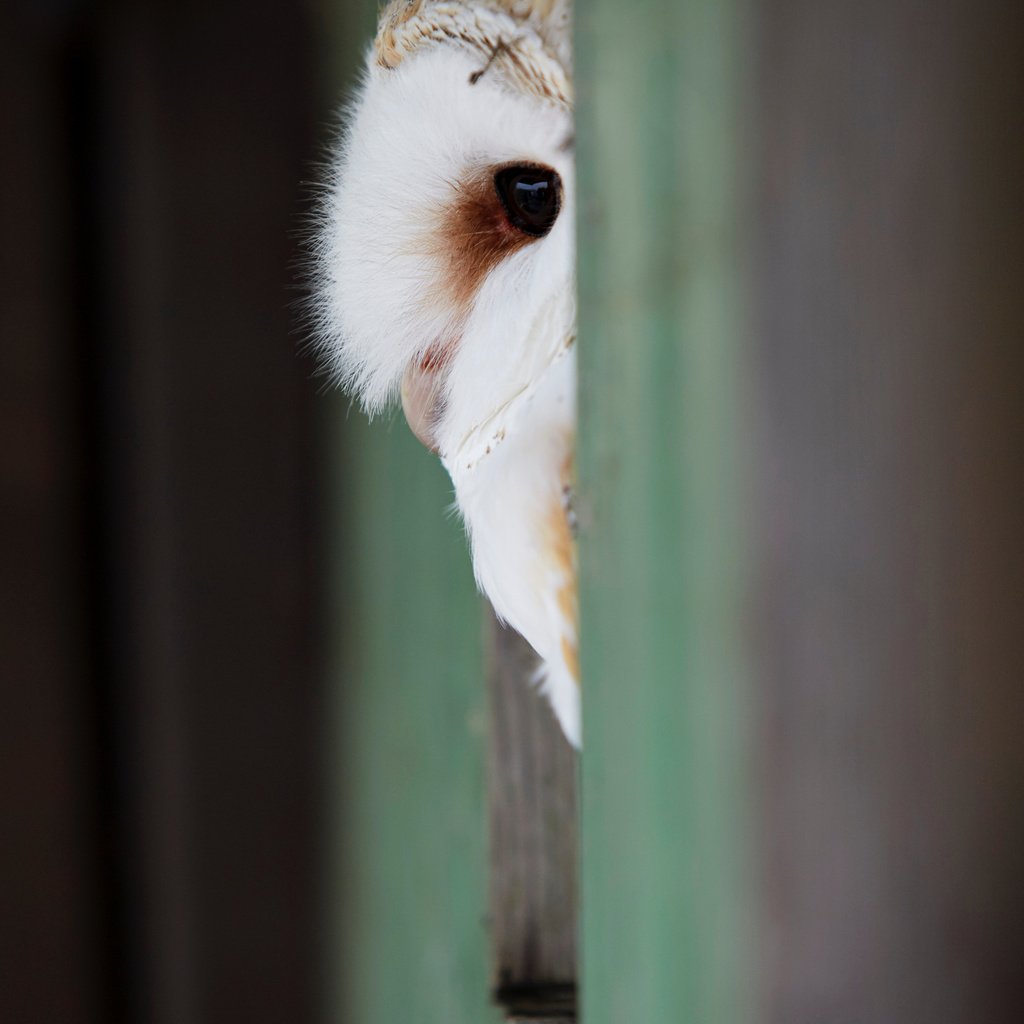 Обои сова, взгляд, птица, клюв, перья, сипуха, andy chilton, owl, look, bird, beak, feathers, the barn owl разрешение 3655x5482 Загрузить