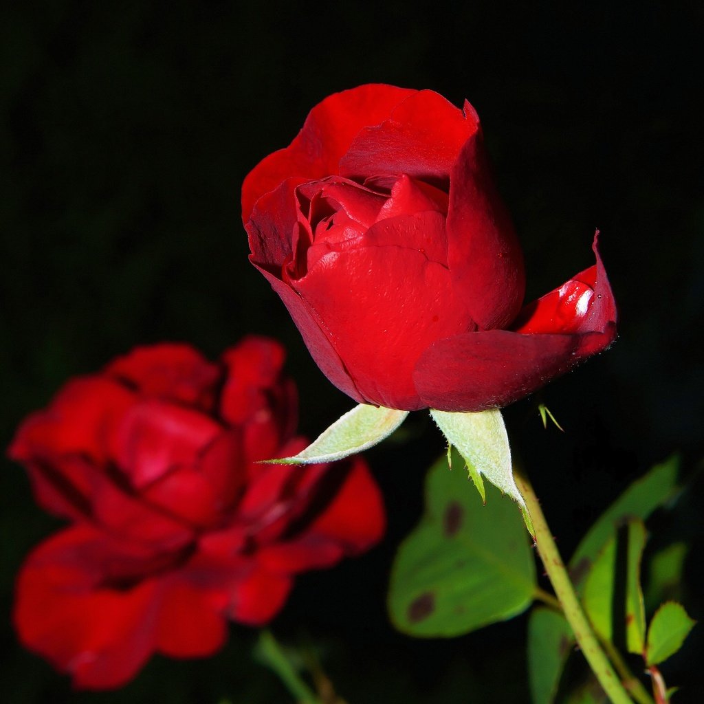 Обои цветы, макро, розы, красные, kapa65, flowers, macro, roses, red разрешение 3144x3466 Загрузить