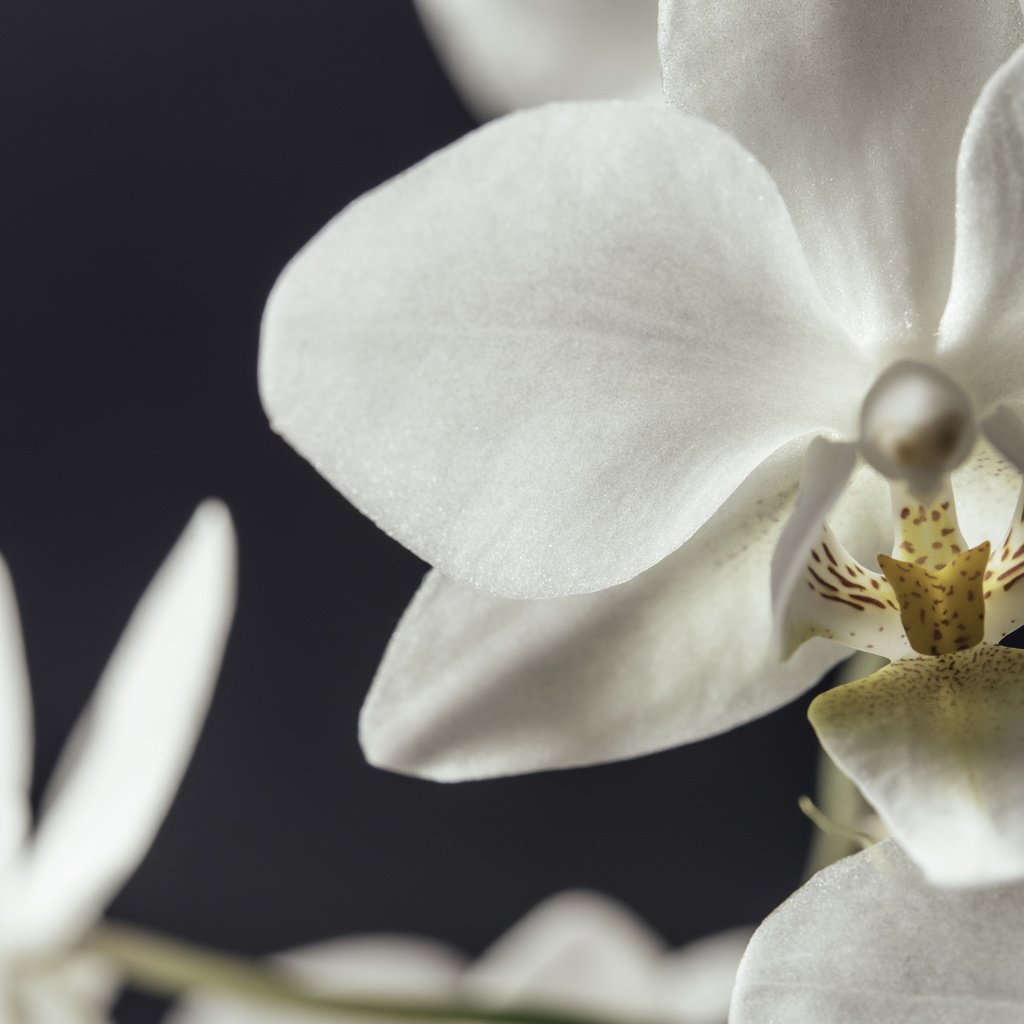 Обои цветы, макро, лепестки, белые, орхидеи, flowers, macro, petals, white, orchids разрешение 5330x3558 Загрузить