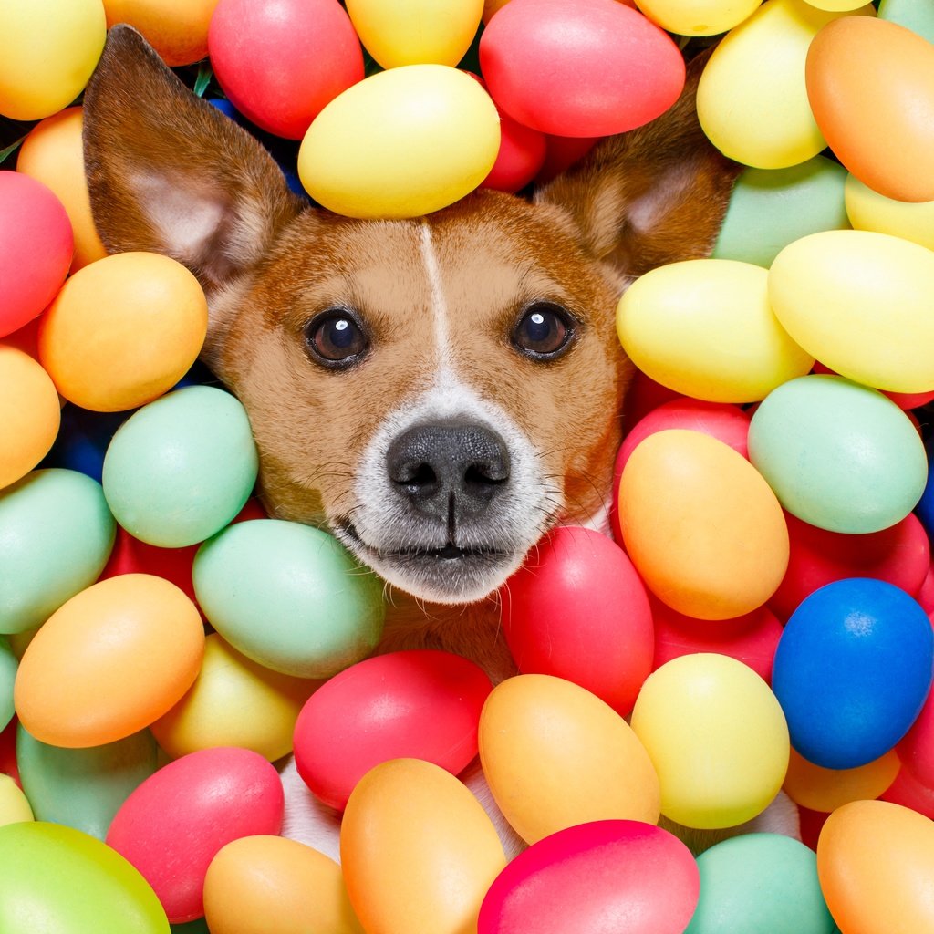 Обои взгляд, собака, пасха, яйца крашеные, look, dog, easter, the painted eggs разрешение 6720x4480 Загрузить