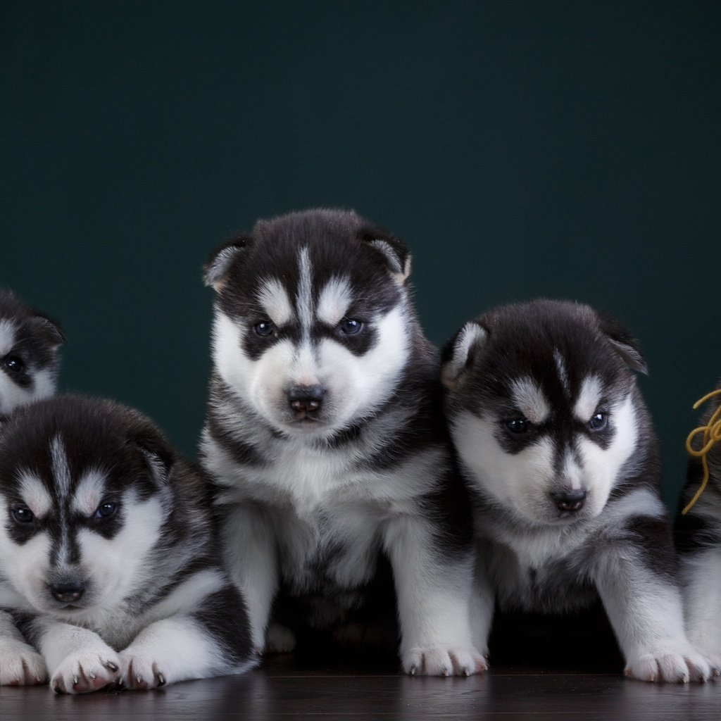 Обои хаски, щенки, собаки, квинтет, husky, puppies, dogs, quintet разрешение 3000x1778 Загрузить