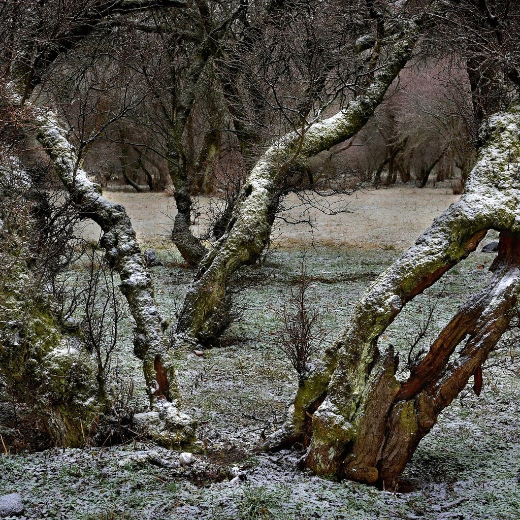 Обои деревья, снег, ветки, trees, snow, branches разрешение 2800x1719 Загрузить