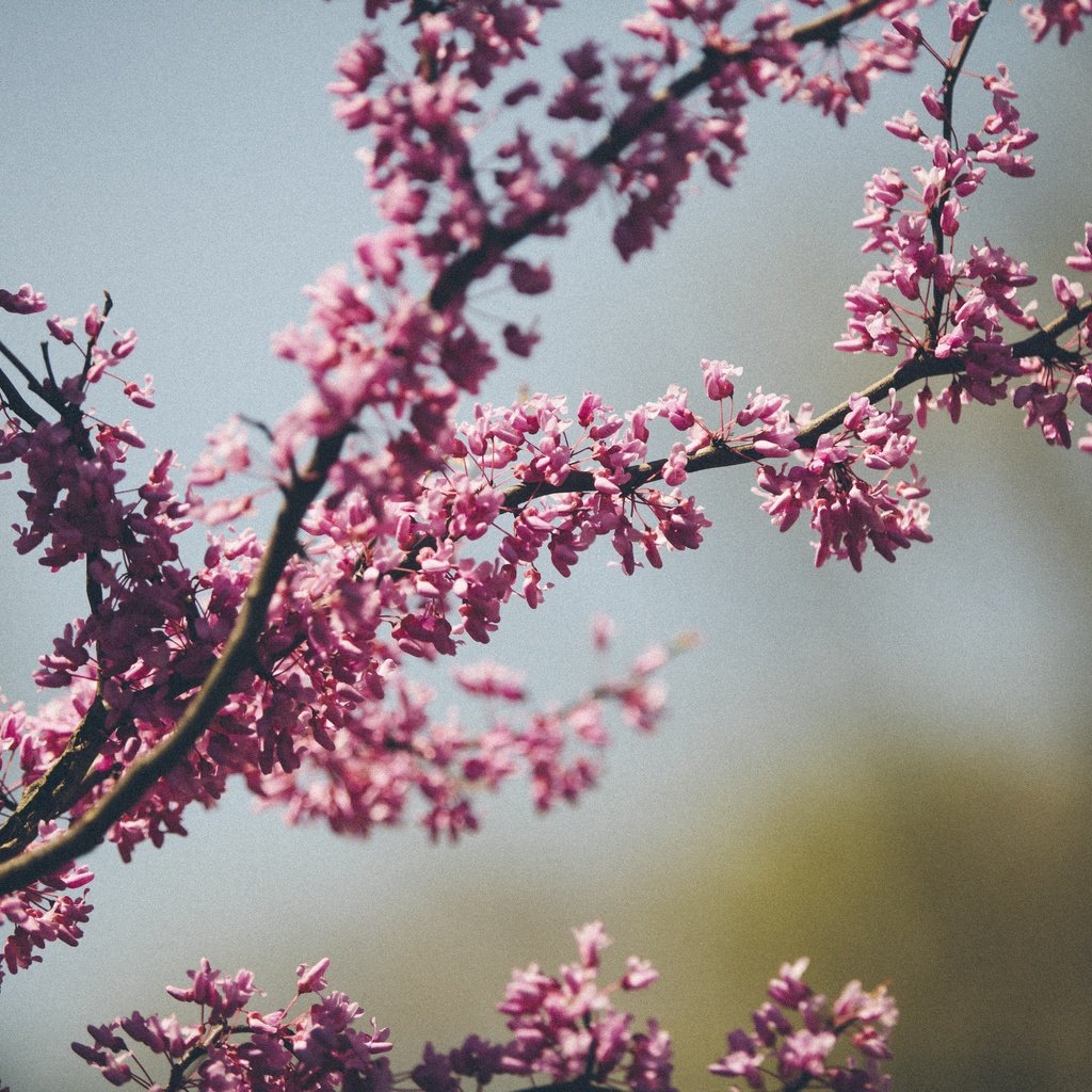 Обои цветы, дерево, цветение, макро, весна, karl fredrickson, flowers, tree, flowering, macro, spring разрешение 5616x3744 Загрузить