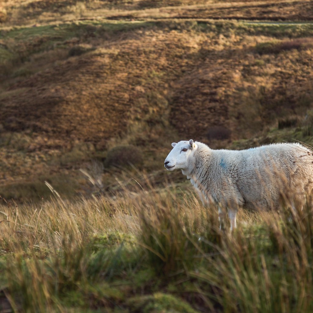 Обои трава, поле, животное, овца, milada vigerova, grass, field, animal, sheep разрешение 3790x2527 Загрузить