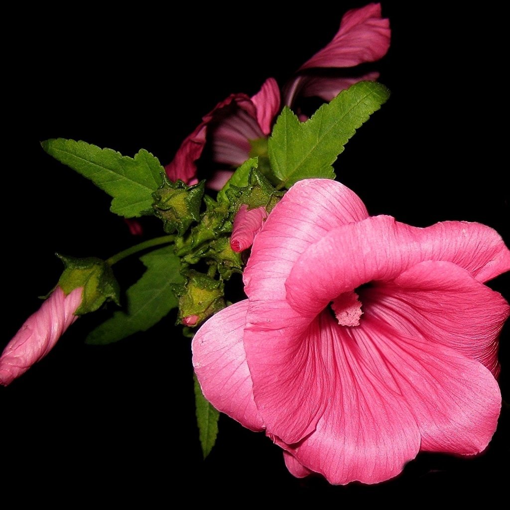 Обои цветок, лепестки, черный фон, розовый, мальва, flower, petals, black background, pink, mallow разрешение 2120x1660 Загрузить