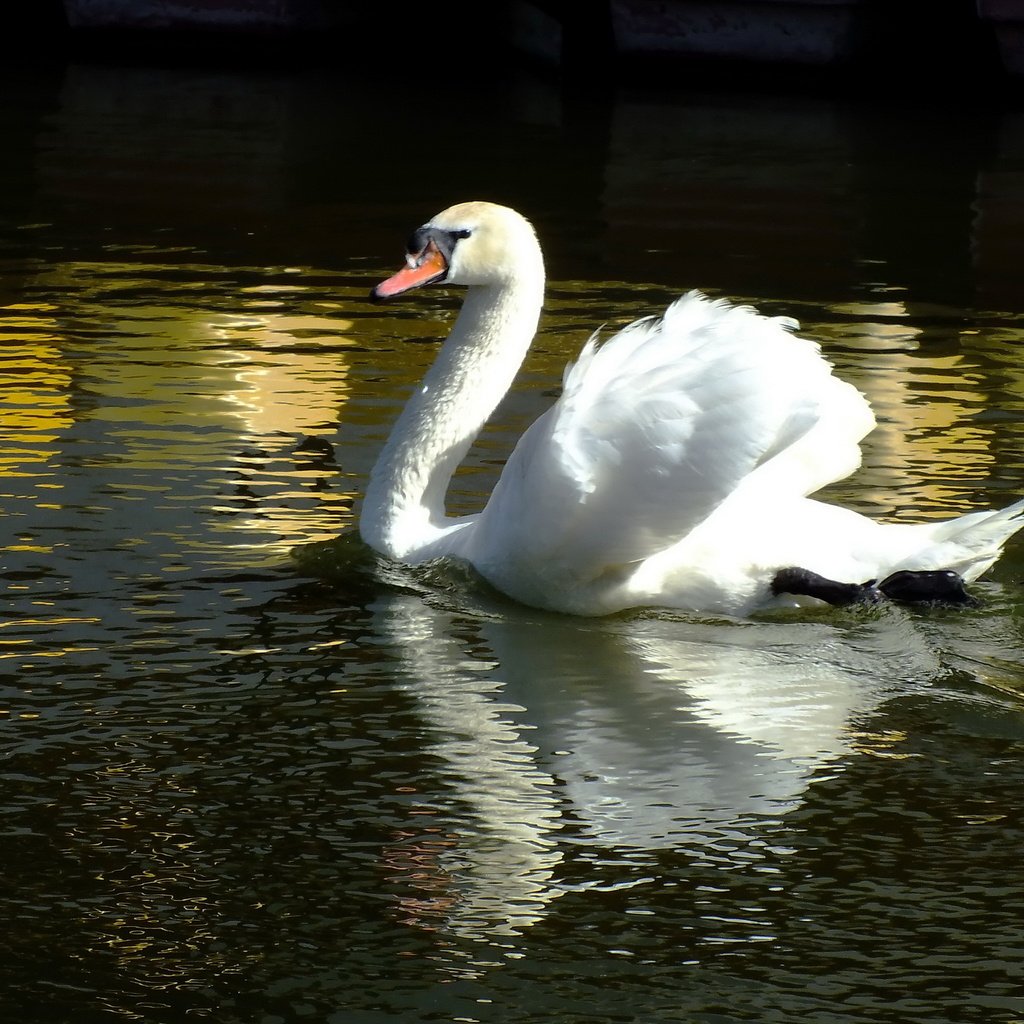 Обои вода, отражение, птица, лебедь, water, reflection, bird, swan разрешение 2400x1600 Загрузить