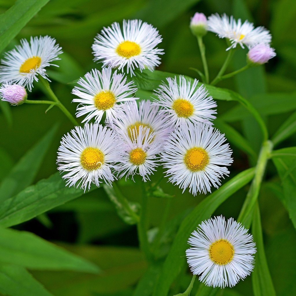 Обои цветы, лето, белые, маргаритки, flowers, summer, white, daisy разрешение 2838x2550 Загрузить