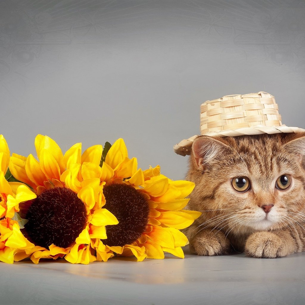 Обои глаза, цветы, кот, кошка, взгляд, подсолнух, шляпка, eyes, flowers, cat, look, sunflower, hat разрешение 2560x1600 Загрузить