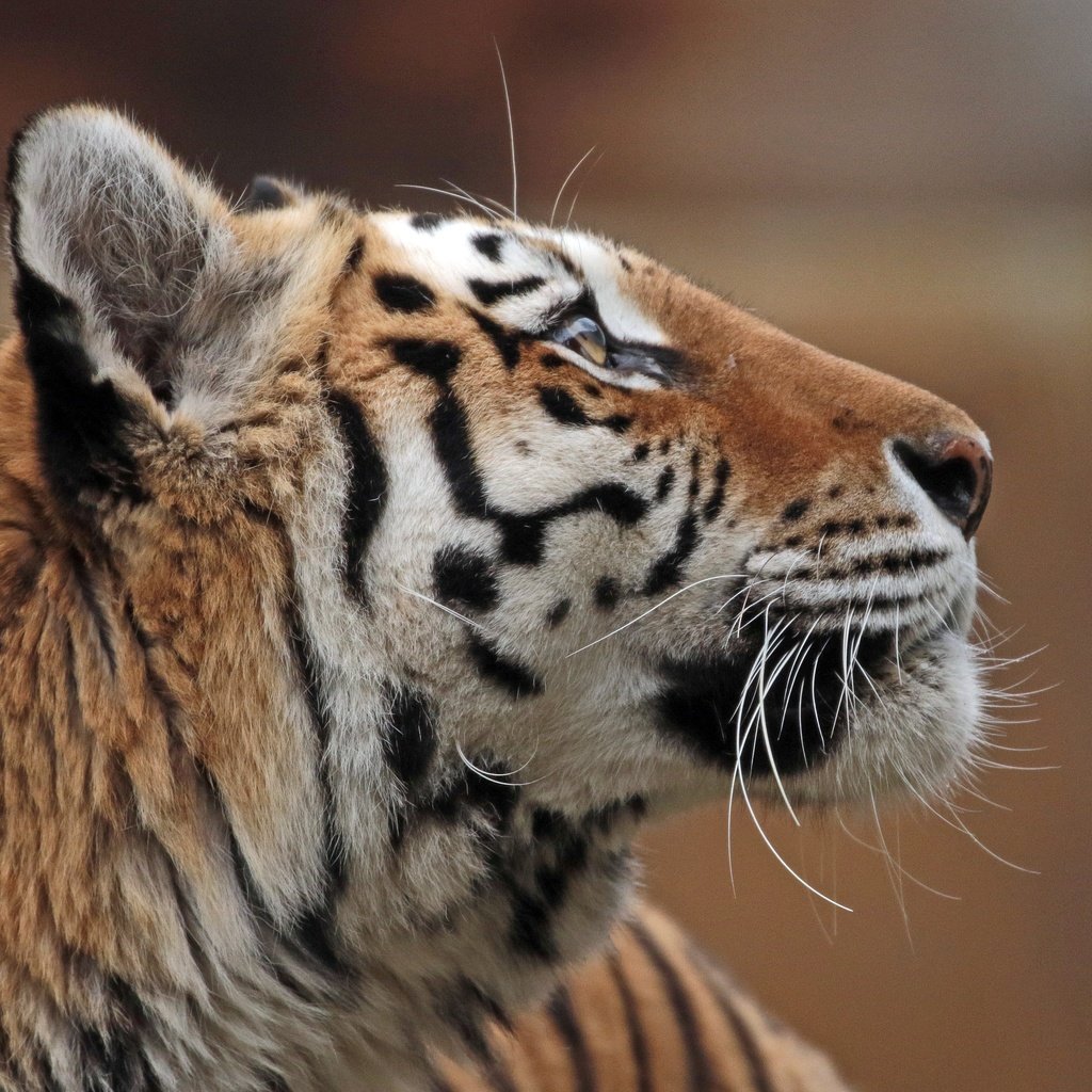Обои тигр, морда, профиль, амурский тигр, tiger, face, profile, the amur tiger разрешение 4128x3104 Загрузить