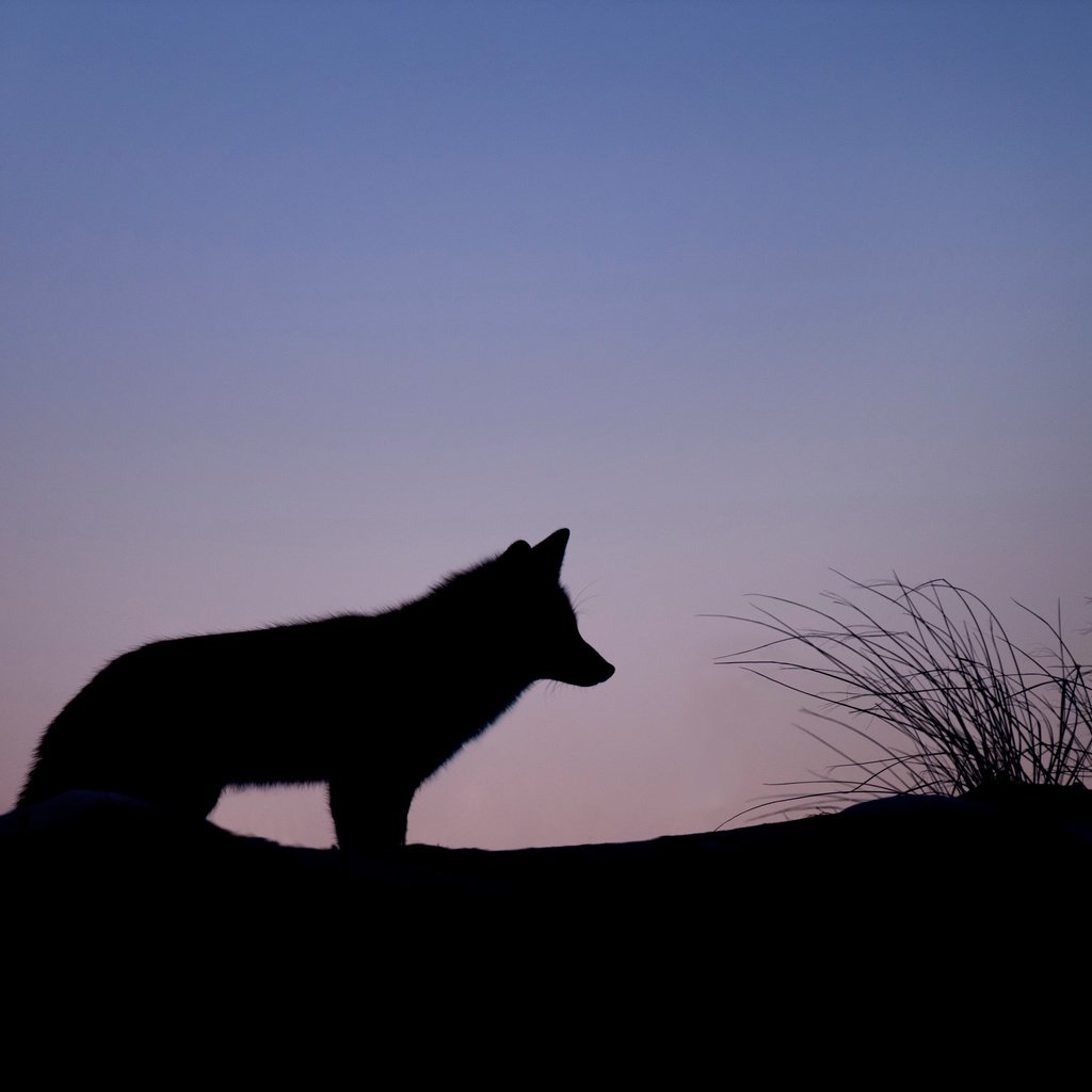 Обои небо, трава, животные, силуэт, тени, волк, ray hennessy, the sky, grass, animals, silhouette, shadows, wolf разрешение 4577x3046 Загрузить