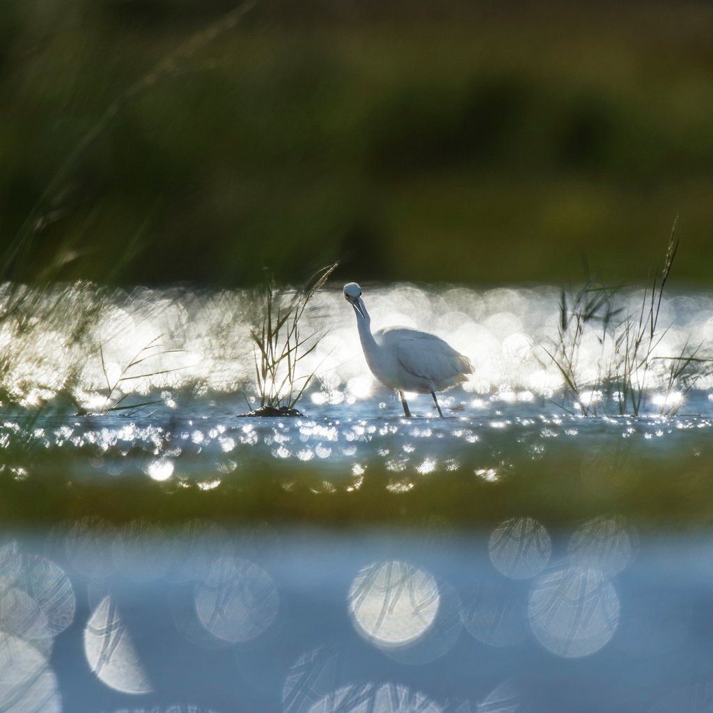 Обои трава, озеро, рассвет, птица, животное, холодно, лебедь, ray hennessy, grass, lake, dawn, bird, animal, cold, swan разрешение 4524x3011 Загрузить