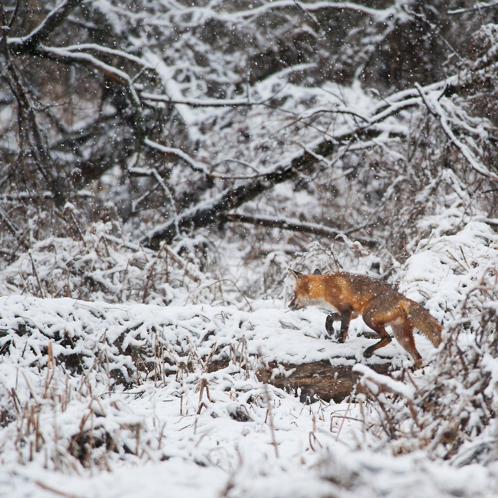 Обои деревья, снег, зима, лиса, лисица, животное, ray hennessy, trees, snow, winter, fox, animal разрешение 3415x2272 Загрузить