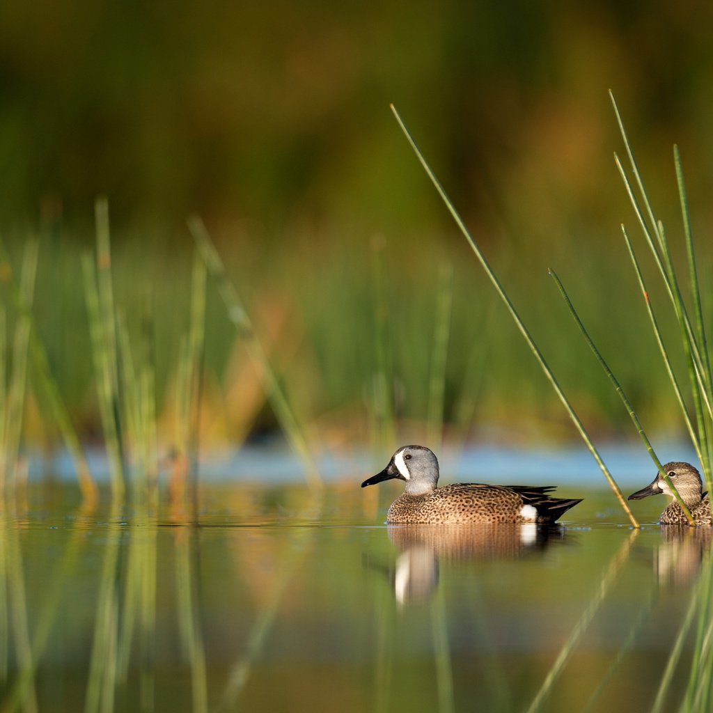 Обои вода, отражение, птицы, утки, ray hennessy, water, reflection, birds, duck разрешение 3310x2203 Загрузить