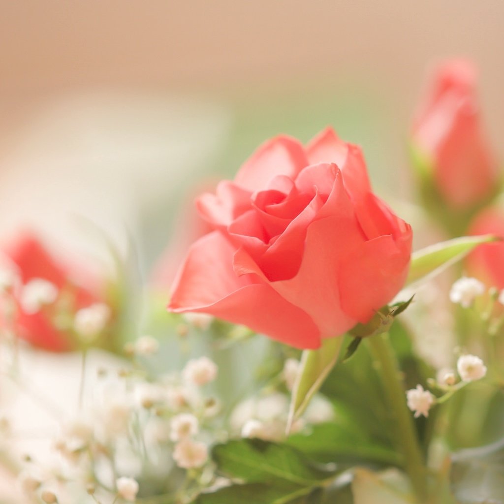 Обои цветы, роза, бутон, букет, гипсофила, flowers, rose, bud, bouquet, gypsophila разрешение 2048x1365 Загрузить