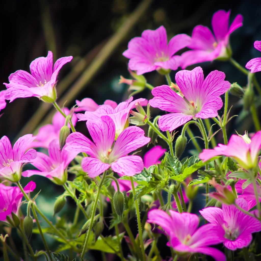 Обои цветы, лепестки, весна, розовые, герань, flowers, petals, spring, pink, geranium разрешение 4272x2848 Загрузить