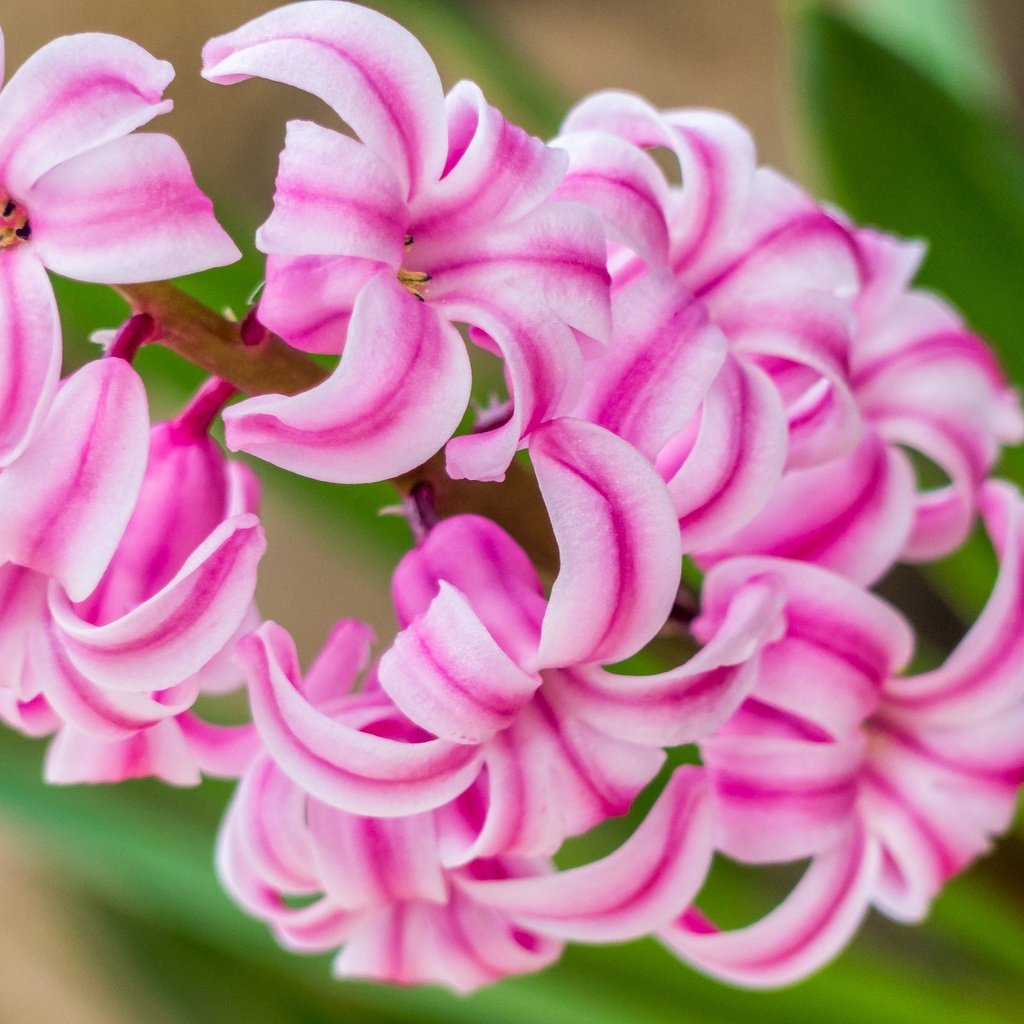 Обои макро, цветок, розовый, гиацинт, macro, flower, pink, hyacinth разрешение 2048x1368 Загрузить