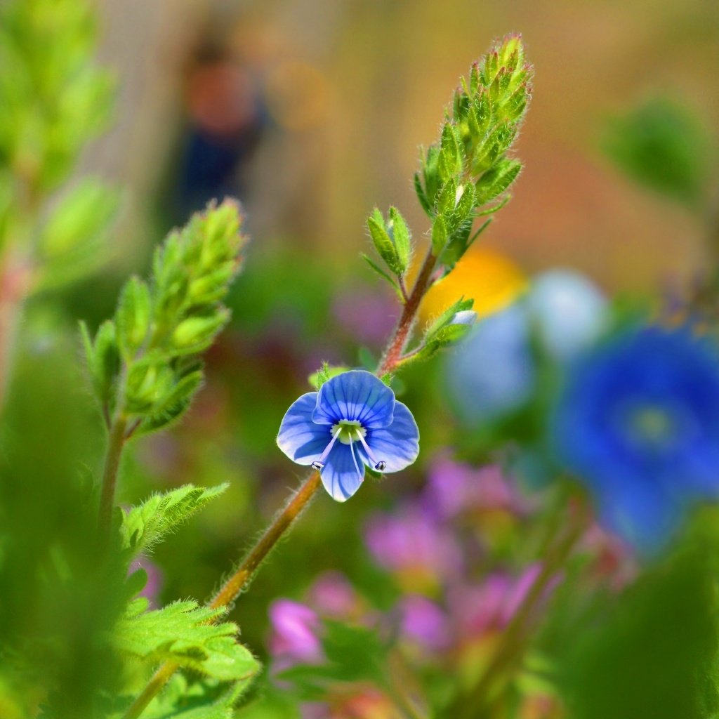 Обои цветок, лепестки, голубой, стебли, боке, вероника, flower, petals, blue, stems, bokeh, veronica разрешение 3000x1901 Загрузить