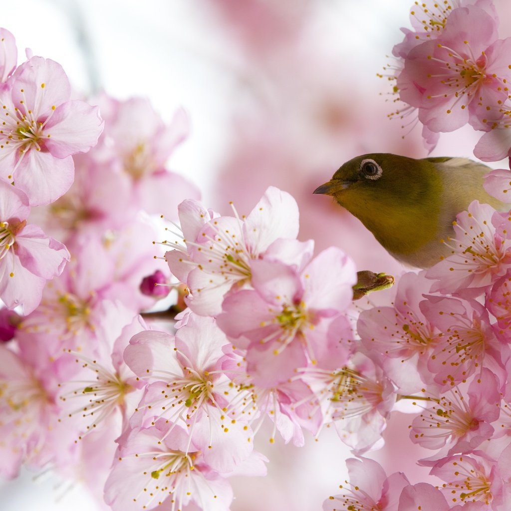 Обои цветение, птица, весна, белоглазка, flowering, bird, spring, white-eyed разрешение 2500x1667 Загрузить