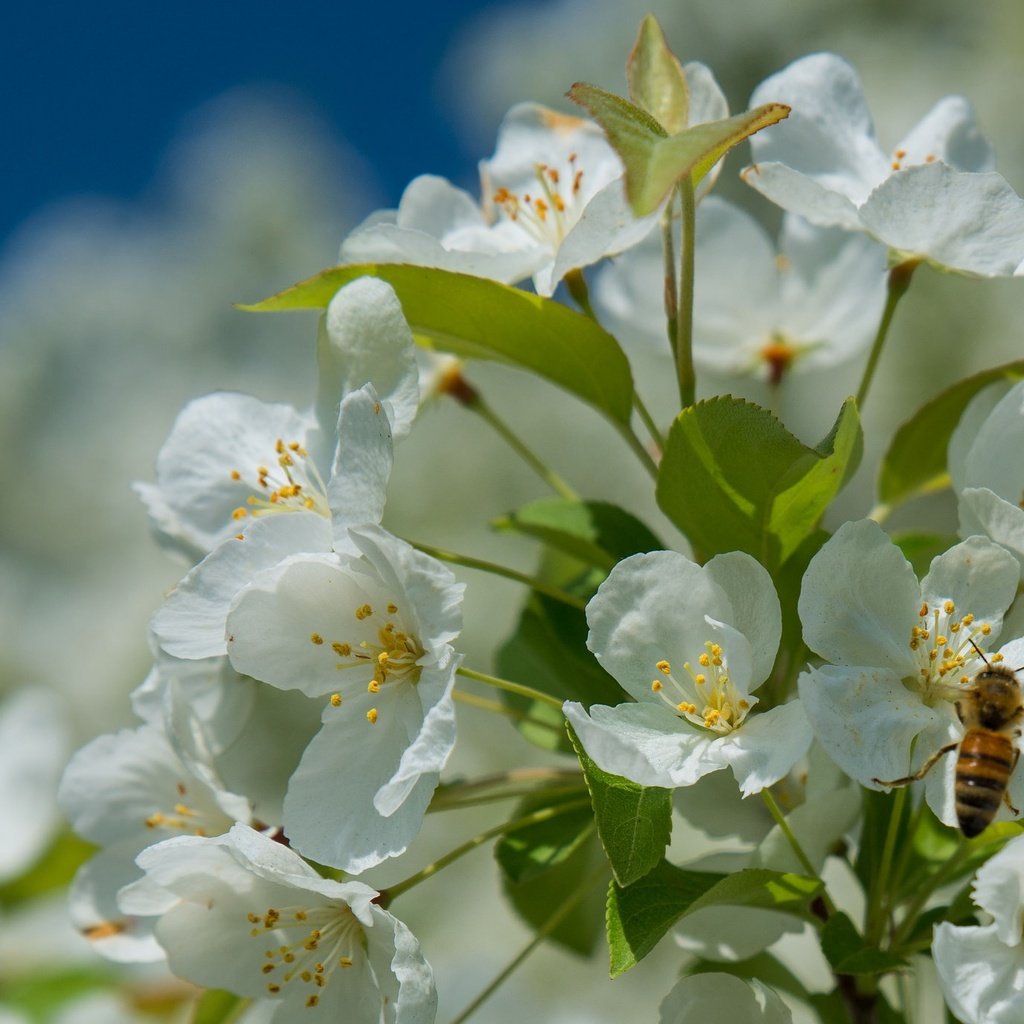 Обои дерево, цветение, насекомое, весна, пчела, tree, flowering, insect, spring, bee разрешение 2048x1376 Загрузить