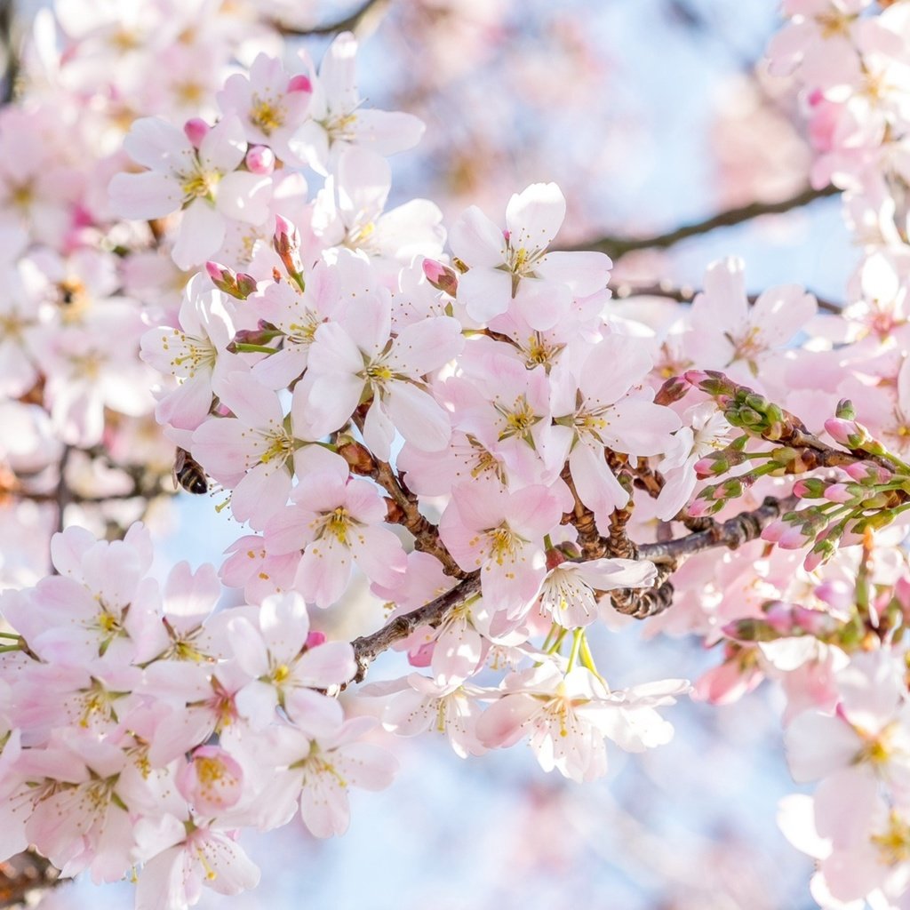 Обои дерево, цветение, весна, сакура, tree, flowering, spring, sakura разрешение 1921x1286 Загрузить