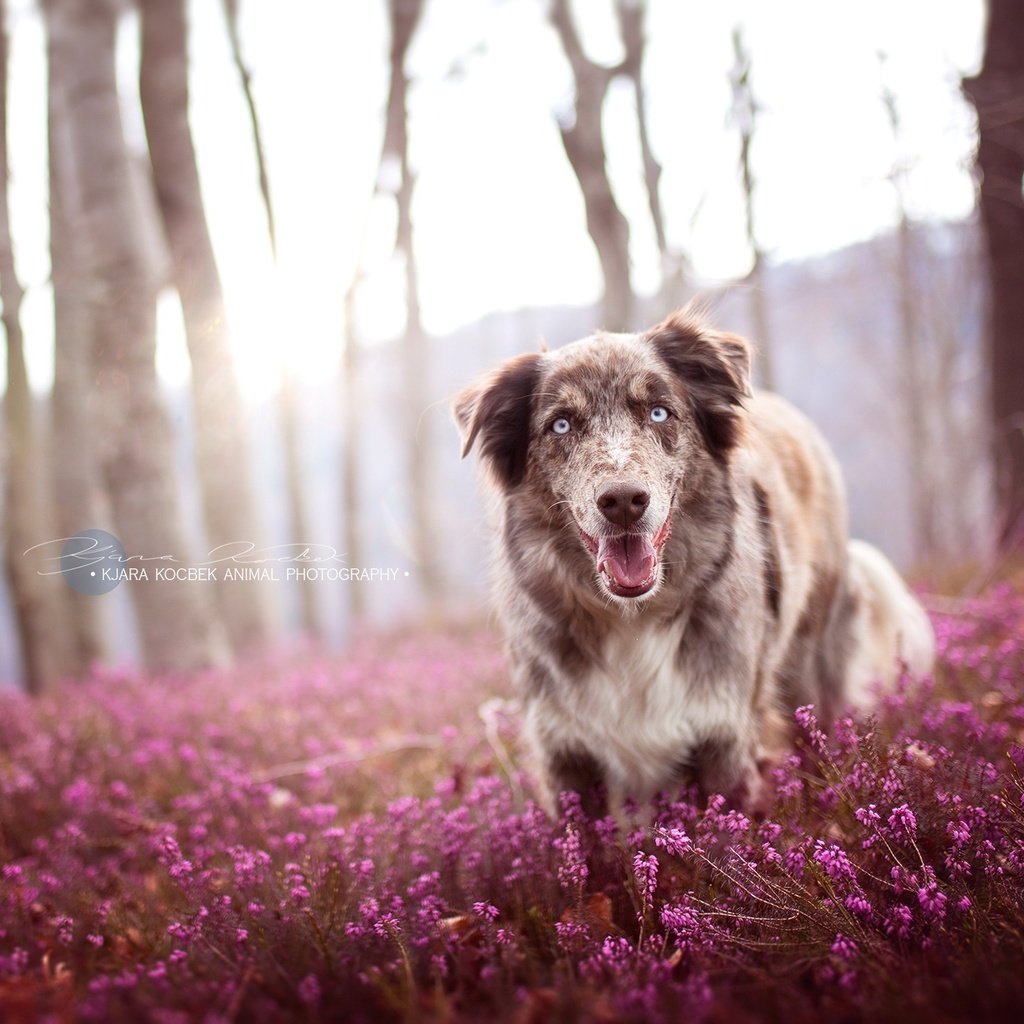 Обои цветы, природа, собака, друг, австралийская овчарка, ц, flowers, nature, dog, each, australian shepherd, ts разрешение 2034x1353 Загрузить