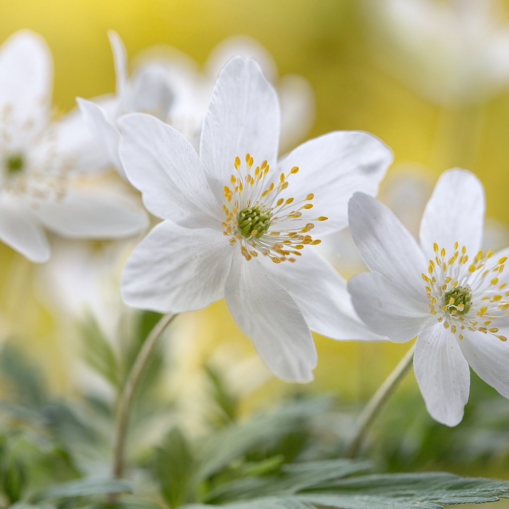 Обои цветы, макро, белые, анемоны, flowers, macro, white, anemones разрешение 2048x1365 Загрузить