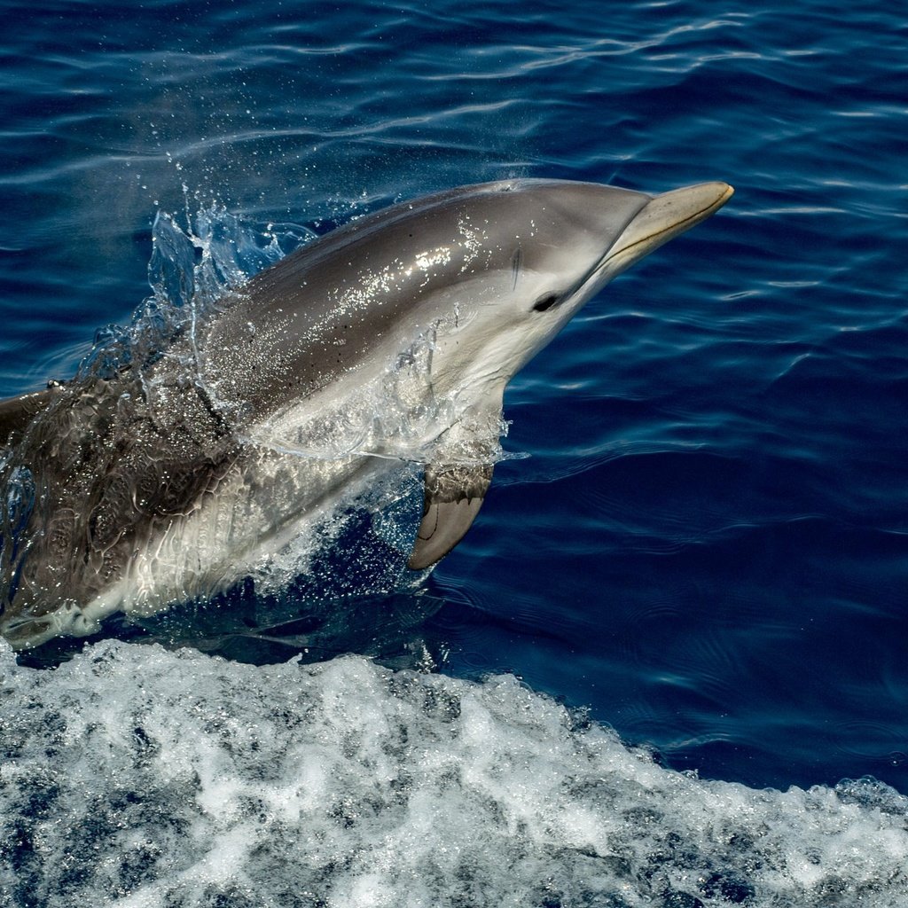 Обои вода, брызги, животное, дельфин, water, squirt, animal, dolphin разрешение 2048x1365 Загрузить