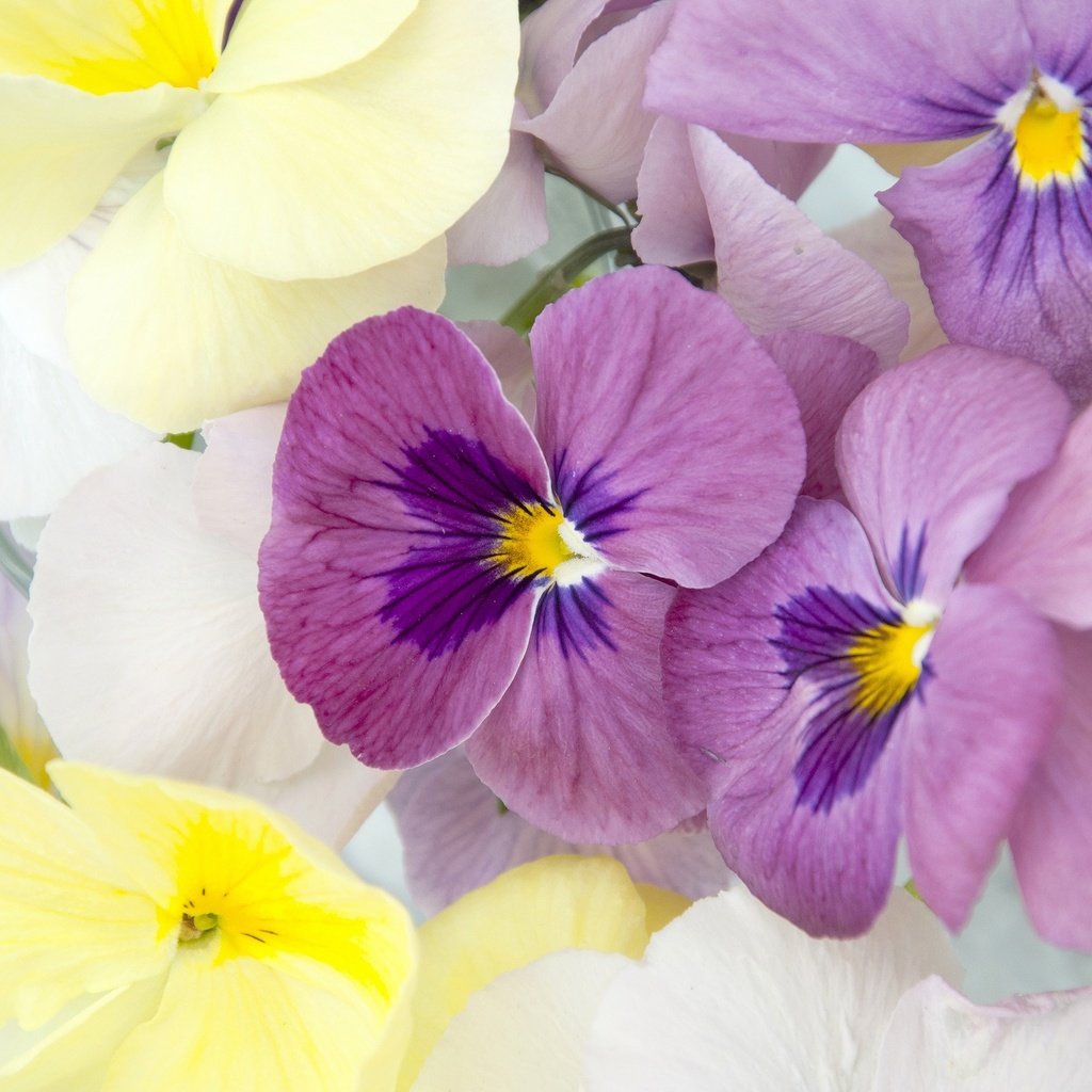 Обои цветы, макро, лепестки, анютины глазки, фиалка, flowers, macro, petals, pansy, violet разрешение 2048x1360 Загрузить