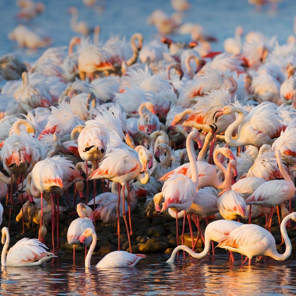 Обои вода, фламинго, птицы, стая, water, flamingo, birds, pack разрешение 1920x1080 Загрузить