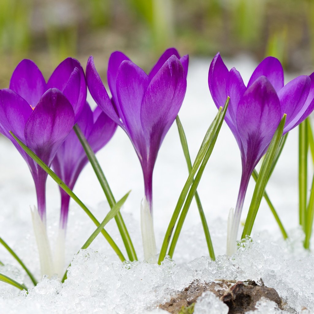 Обои цветы, снег, фиолетовые, крокусы, flowers, snow, purple, crocuses разрешение 4500x3000 Загрузить