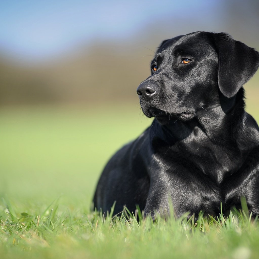Обои трава, фон, черный, собака, лабрадор-ретривер, grass, background, black, dog, labrador retriever разрешение 5035x2832 Загрузить