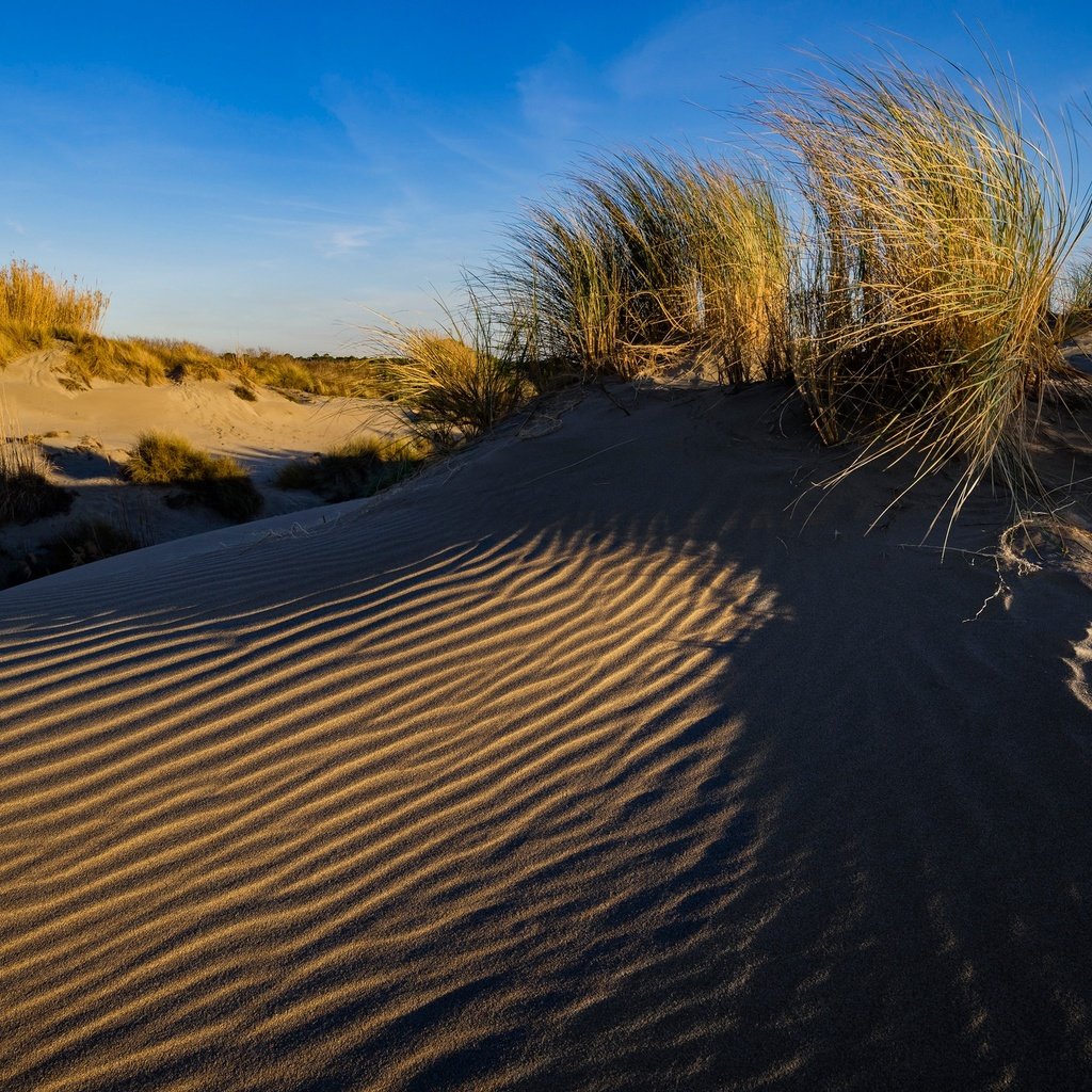 Обои трава, песок, франция, дюны, ле гро-дю-руа, grass, sand, france, dunes, le grau-du-roi разрешение 2048x1367 Загрузить