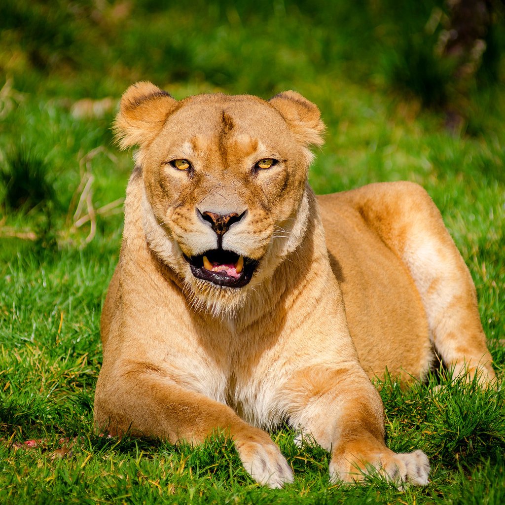 Обои трава, хищник, лев, львица, grass, predator, leo, lioness разрешение 2048x1357 Загрузить