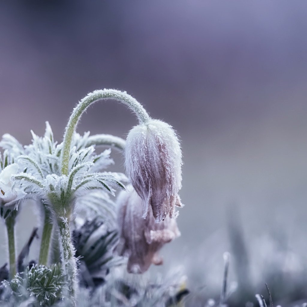 Обои цветы, природа, фон, весна, сон-трава, прострел, flowers, nature, background, spring, sleep-grass, cross разрешение 2048x1243 Загрузить