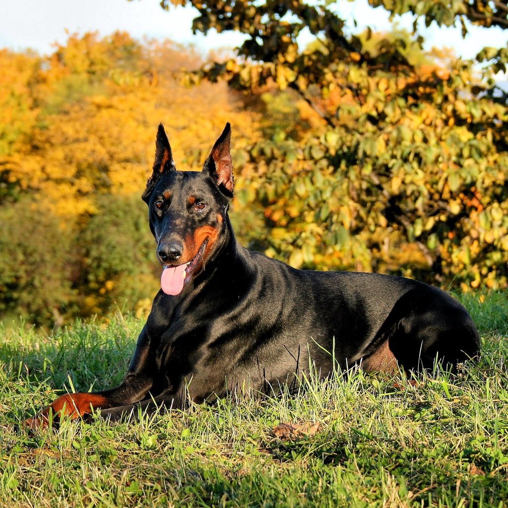 Обои трава, природа, собака, язык, доберман, grass, nature, dog, language, doberman разрешение 2373x1780 Загрузить