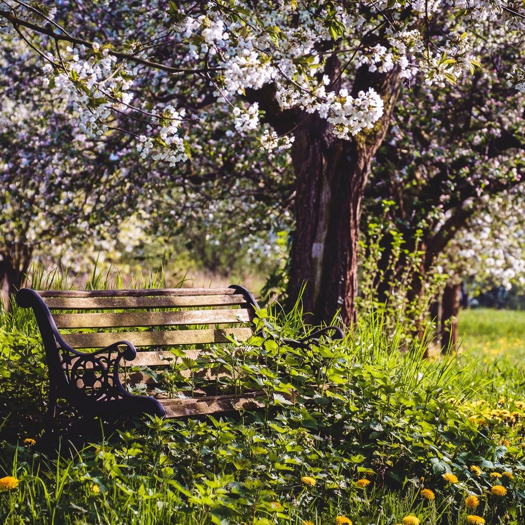 Обои цветы, природа, сад, весна, скамья, яблони, flowers, nature, garden, spring, bench, apple разрешение 2000x1333 Загрузить