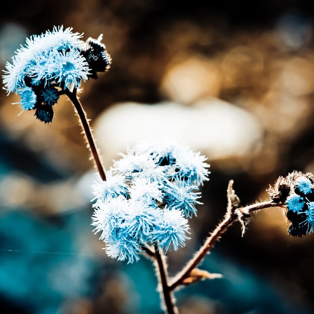 Обои трава, природа, макро, иней, растение, grass, nature, macro, frost, plant разрешение 1920x1093 Загрузить