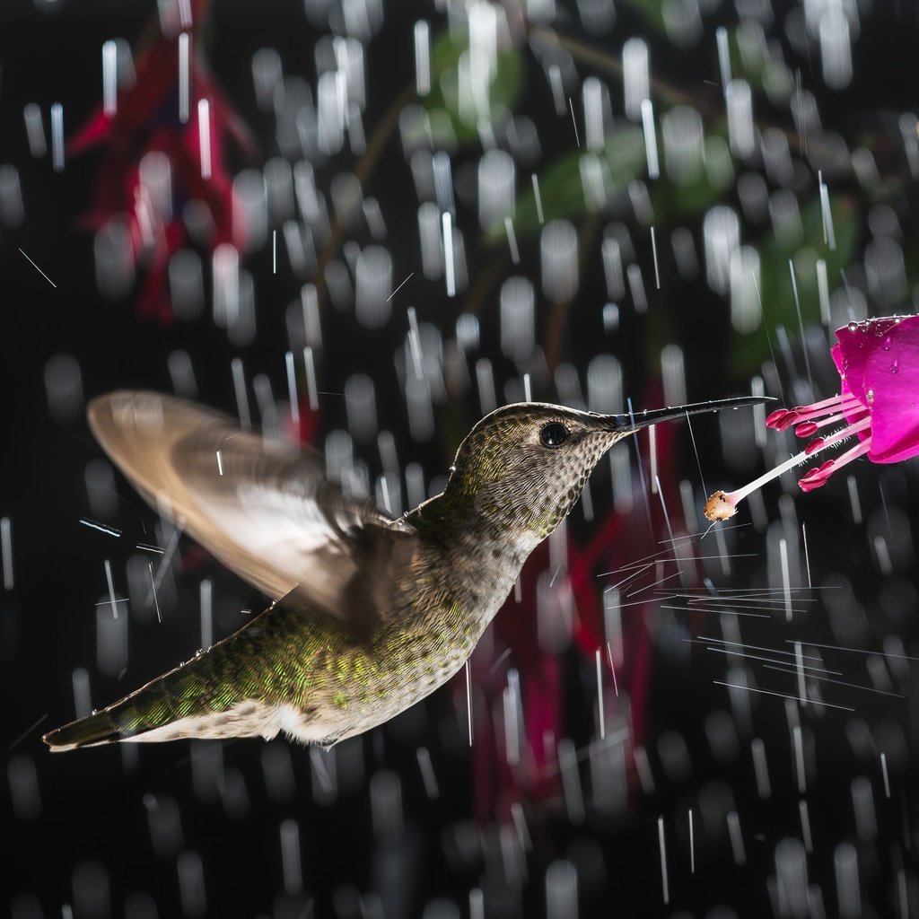 Обои цветок, птица, дождь, колибри, flower, bird, rain, hummingbird разрешение 2000x1334 Загрузить