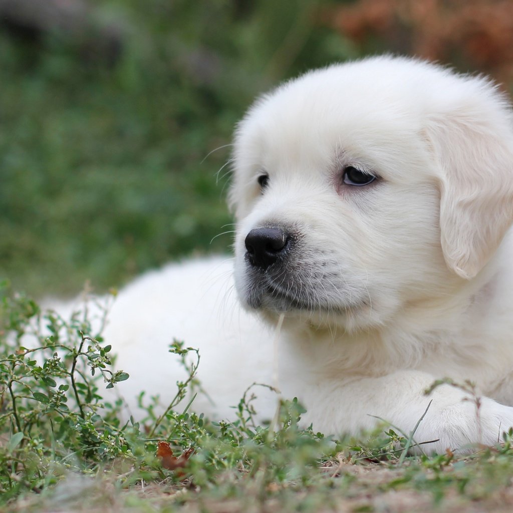 Обои трава, белый, собака, щенок, лабрадор, ретривер, grass, white, dog, puppy, labrador, retriever разрешение 2400x1563 Загрузить