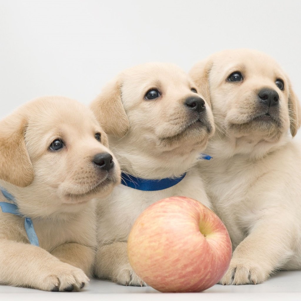 Обои яблоко, щенки, лабрадор, собаки, трио, ретривер, apple, puppies, labrador, dogs, trio, retriever разрешение 2100x1330 Загрузить