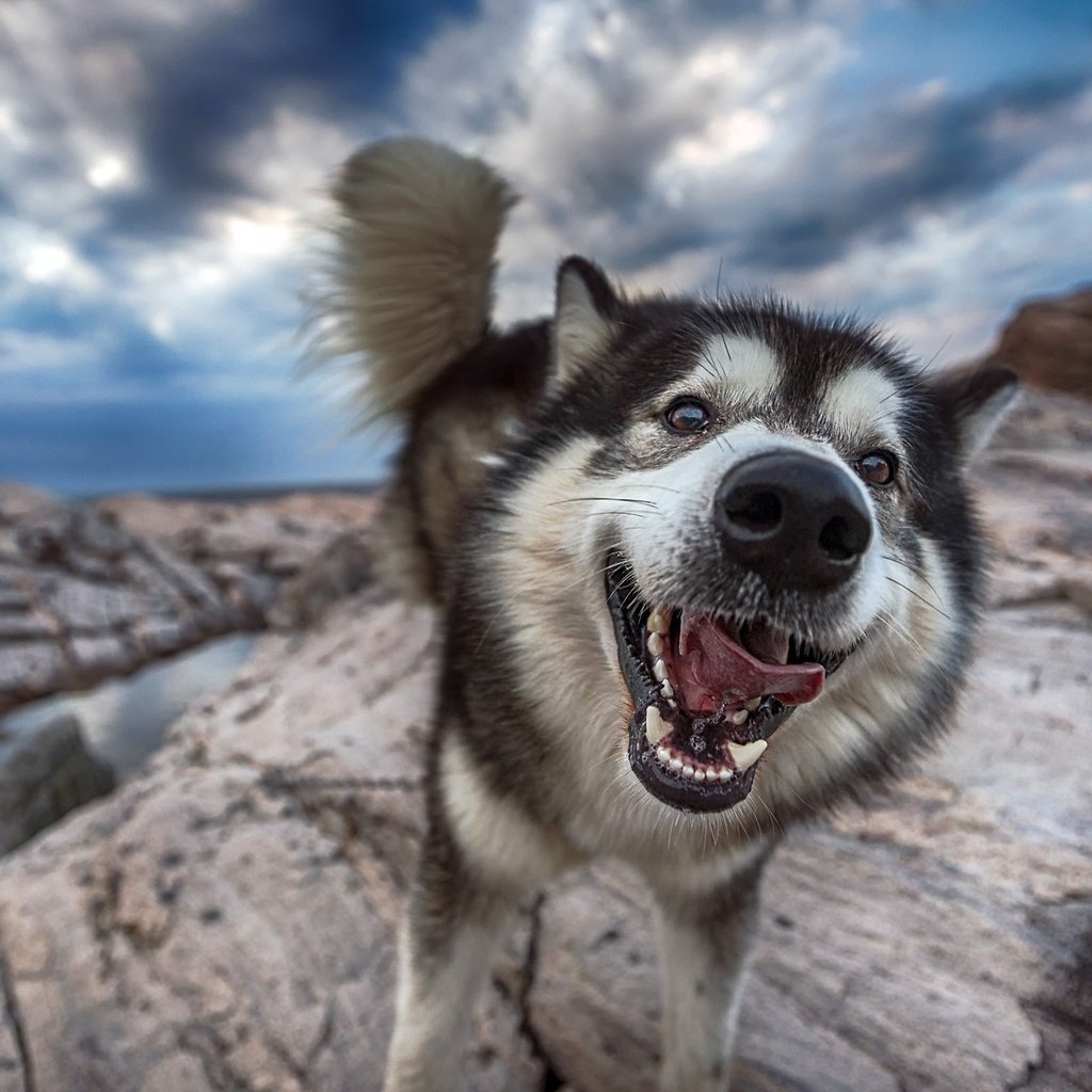 Обои морда, природа, собака, хаски, язык, хвост, face, nature, dog, husky, language, tail разрешение 2800x1690 Загрузить