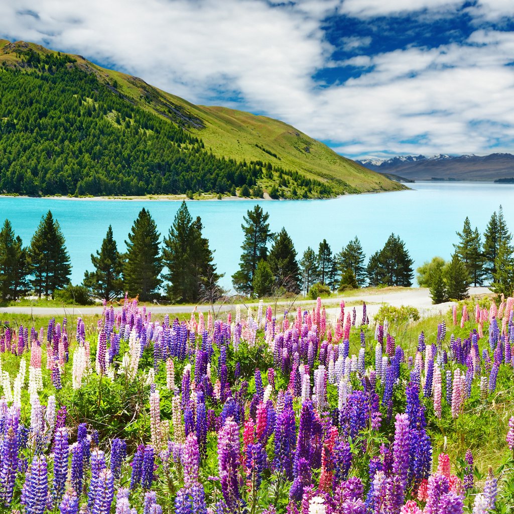 Обои небо, цветы, облака, река, горы, лес, люпины, the sky, flowers, clouds, river, mountains, forest, lupins разрешение 1920x1200 Загрузить