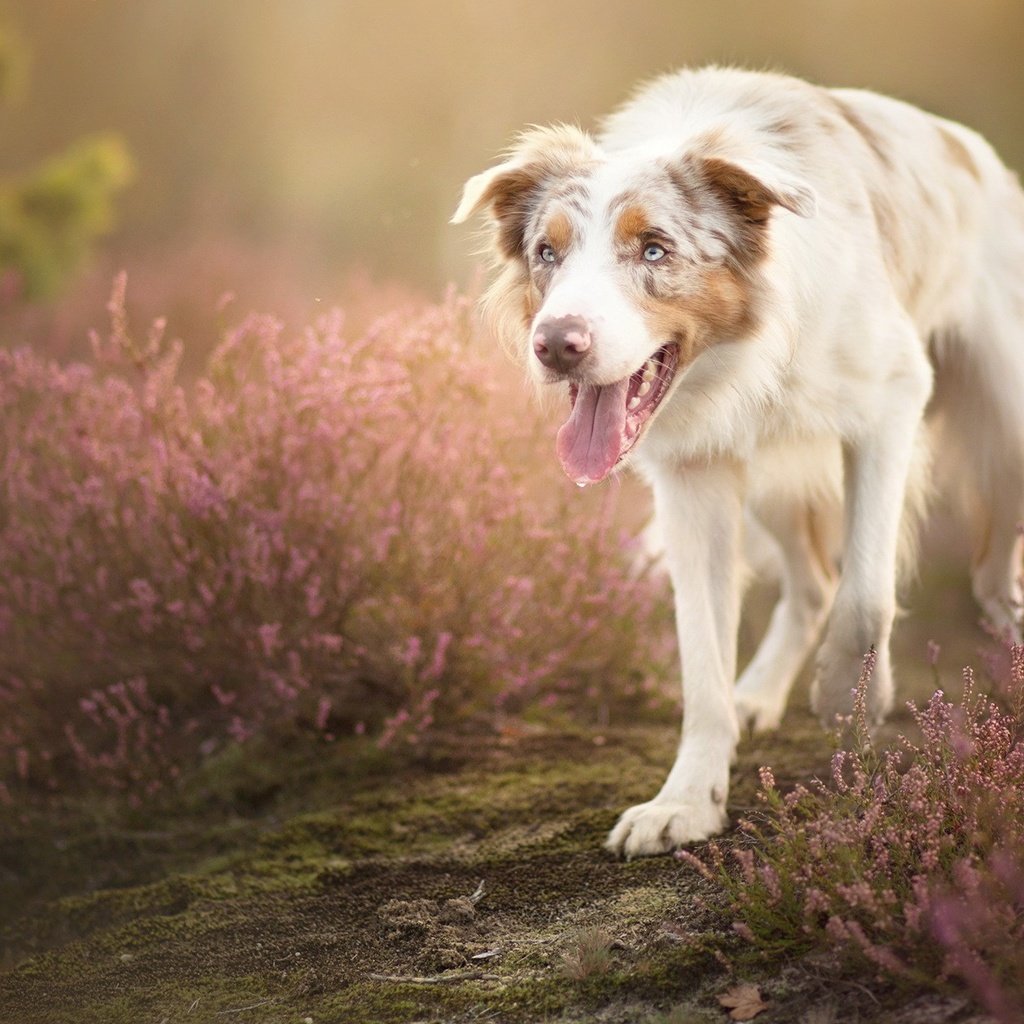 Обои цветы, собака, язык, австралийская овчарка, alicja zmysłowska, sorin, flowers, dog, language, australian shepherd разрешение 1999x1264 Загрузить