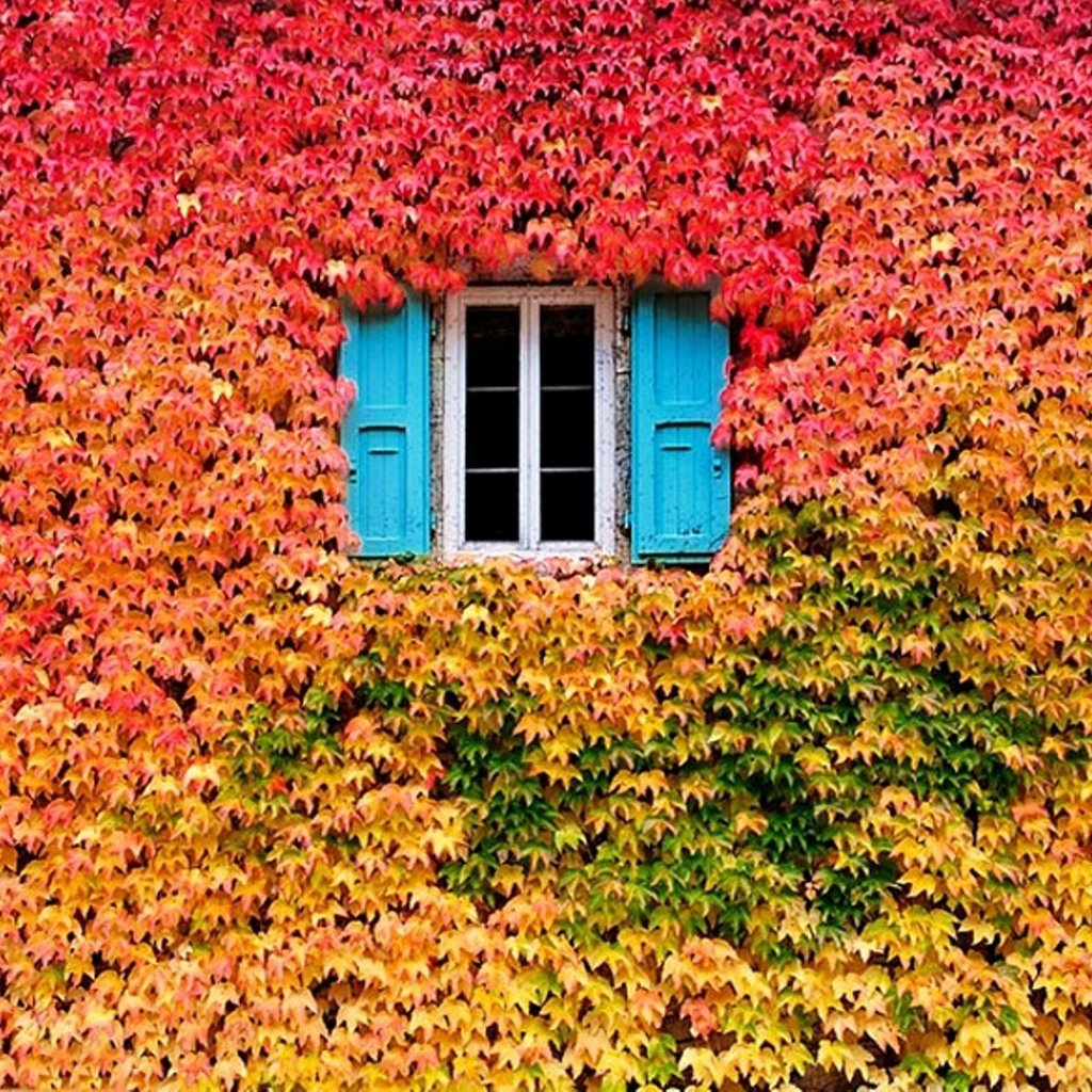 Обои природа, цвета, листья, листва, осень, дом, окно, nature, color, leaves, foliage, autumn, house, window разрешение 2530x1685 Загрузить