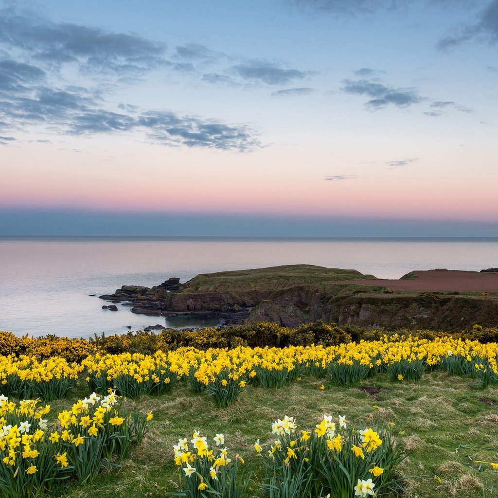 Обои небо, цветы, облака, берег, море, горизонт, нарциссы, the sky, flowers, clouds, shore, sea, horizon, daffodils разрешение 2048x1152 Загрузить