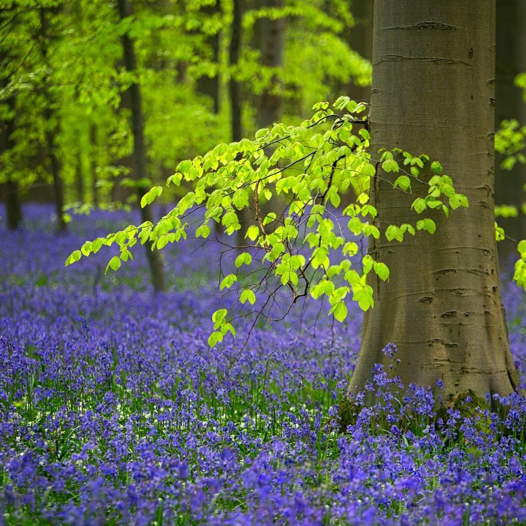 Обои цветы, деревья, лес, весна, колокольчики, бельгия, flowers, trees, forest, spring, bells, belgium разрешение 2048x1212 Загрузить